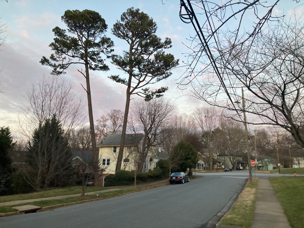 The lowest limbs of two lofty pine trees dangle high above a two-story house